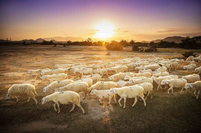 The sheep fields in Vietnam are as beautiful as small farms in Europe
